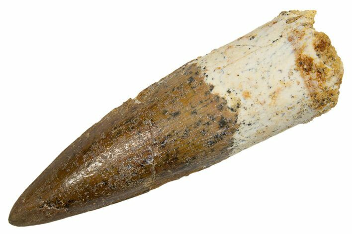 Fossil Spinosaurus Tooth - Real Dinosaur Tooth #324835